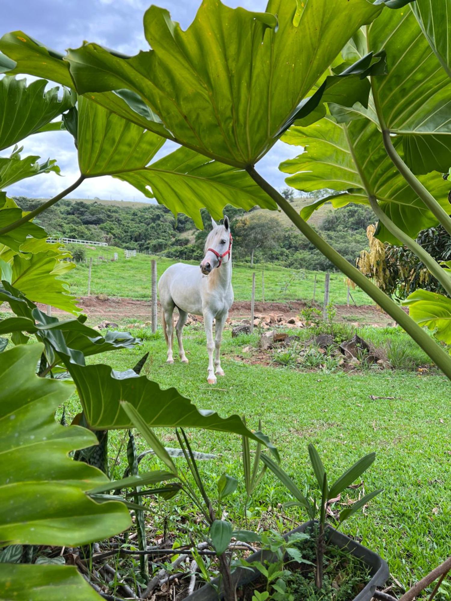 Fazenda Do Engenho Hotel Santa Rita do Rio Abaixo ภายนอก รูปภาพ