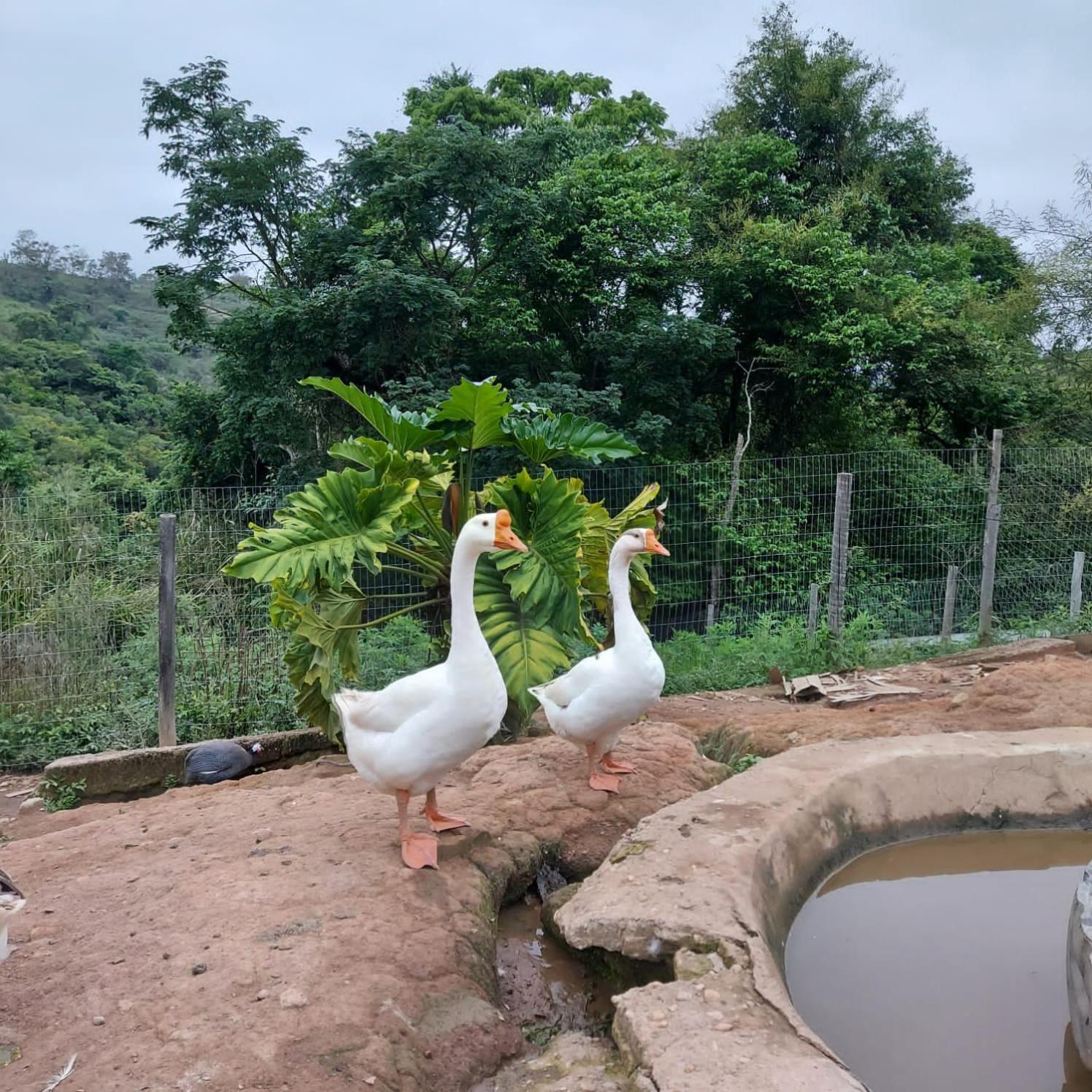 Fazenda Do Engenho Hotel Santa Rita do Rio Abaixo ภายนอก รูปภาพ